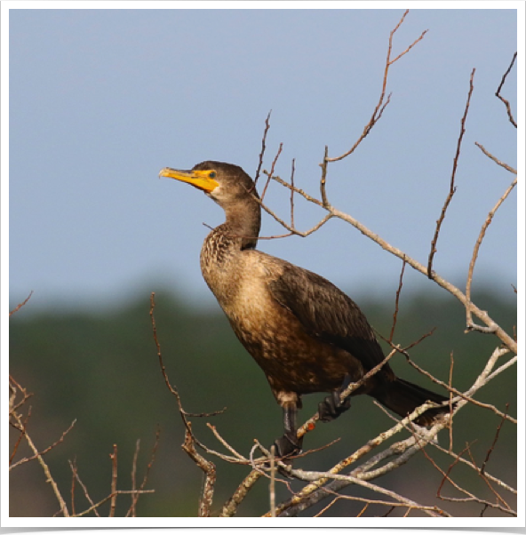 Double-crested Cormorant